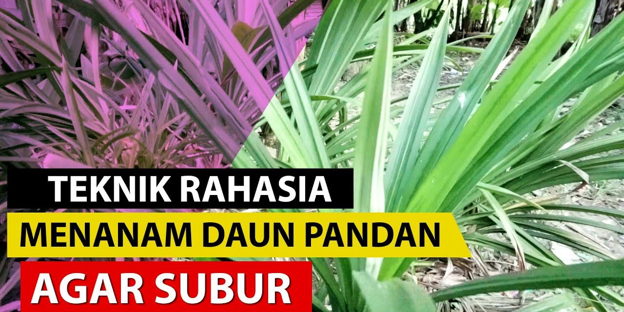 Rahasia Menanam Pandan Tanpa Akar Dan Tumbuh Subur