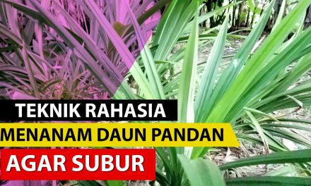 Rahasia Menanam Pandan Tanpa Akar Dan Tumbuh Subur