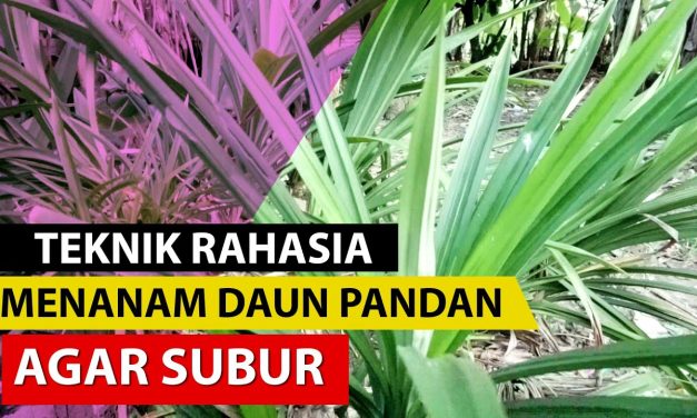 Rahasia Menanam Pandan Tanpa Akar Dan Tumbuh Subur