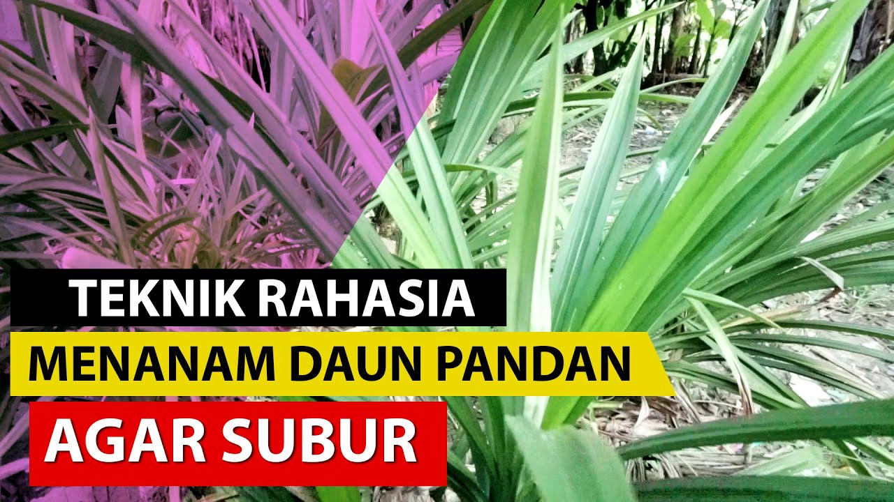 Rahasia Menanam Pandan