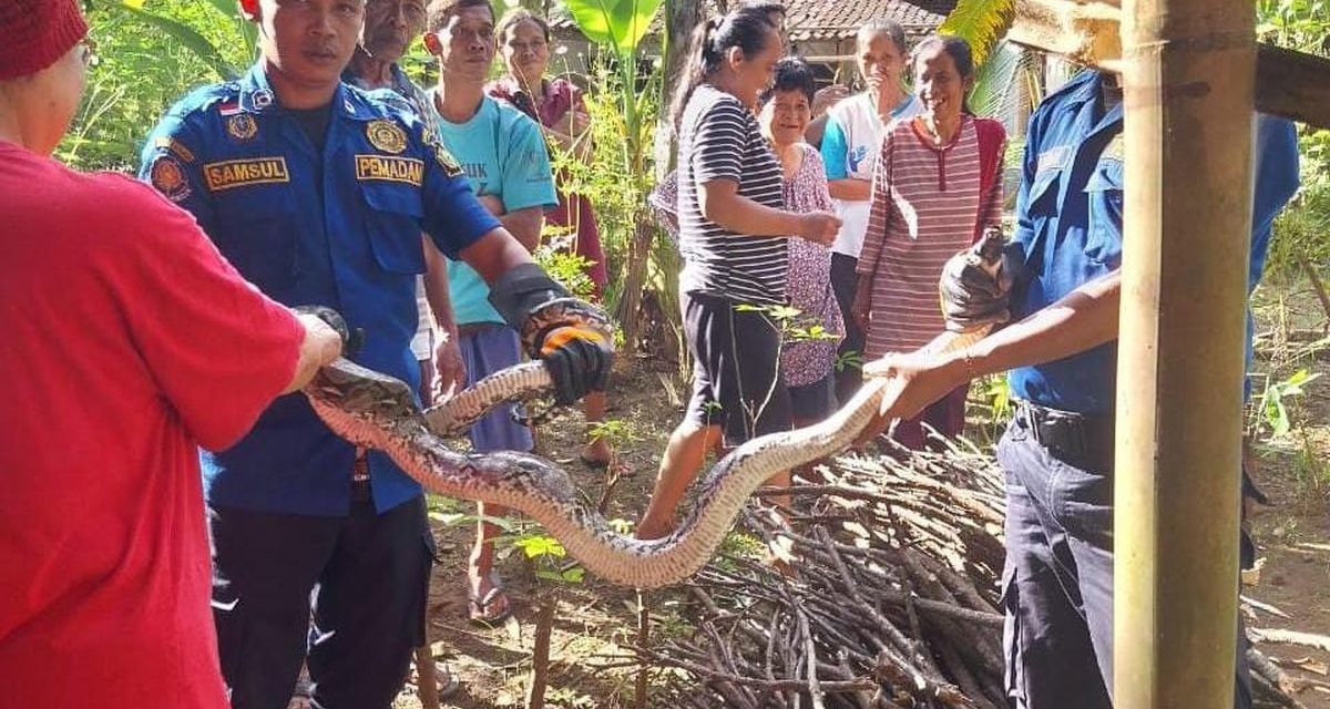 Kemunculan Ular Sanca Besar Picu Kepanikan Di Kulon Progo