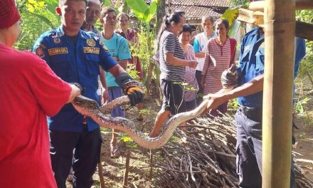 Kemunculan Ular Sanca Besar Picu Kepanikan Di Kulon Progo