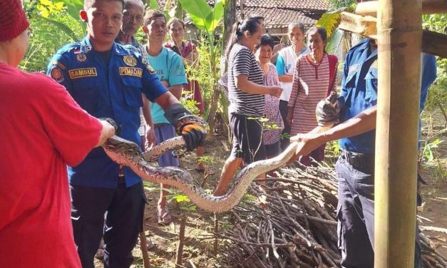 Kemunculan Ular Sanca Besar Picu Kepanikan Di Kulon Progo