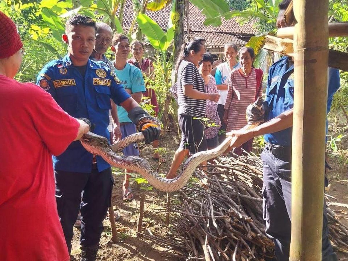 Kemunculan Ular Sanca