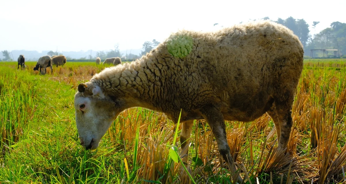 Rumput Pilihan Kambing: 8 Jenis Yang Cepat Tumbuh Di Rumah