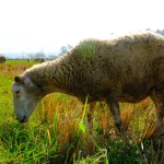 Rumput Pilihan Kambing: 8 Jenis Yang Cepat Tumbuh Di Rumah