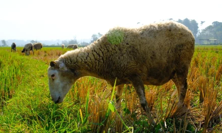 Rumput Pilihan Kambing: 8 Jenis Yang Cepat Tumbuh Di Rumah