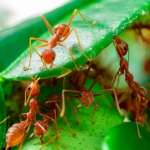 Ide Praktis Mengusir Semut Pada Tanaman Dengan Bahan Dapur