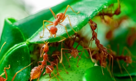 Ide Praktis Mengusir Semut Pada Tanaman Dengan Bahan Dapur