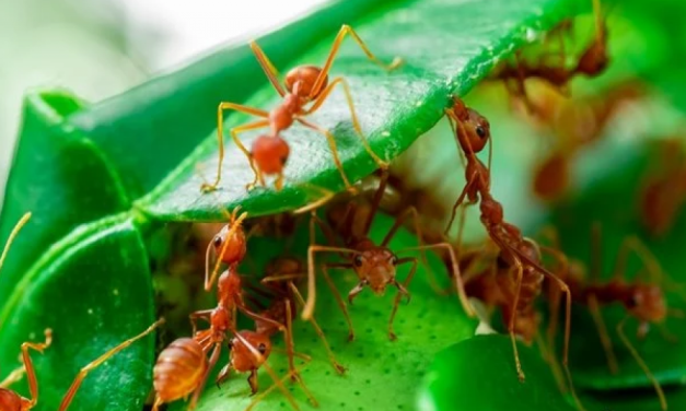 Ide Praktis Mengusir Semut Pada Tanaman Dengan Bahan Dapur