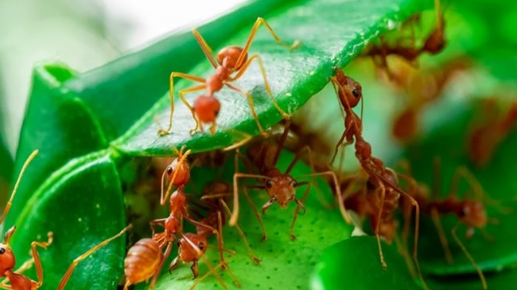 Ide Praktis Mengusir Semut Pada Tanaman Dengan Bahan Dapur