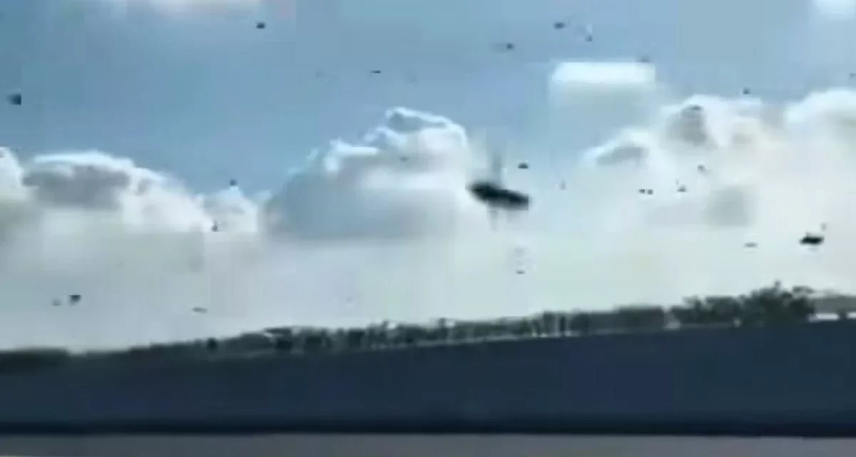 Kawanan Lebah Lintasi Tol Mandara, Ini Penjelasan BKSDA Bali
