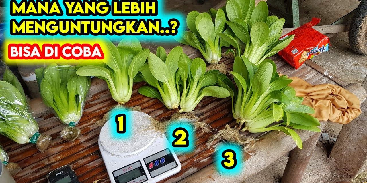 Budidaya Pakcoy Bagi Pemula Agar Tidak Salah Media Tanam