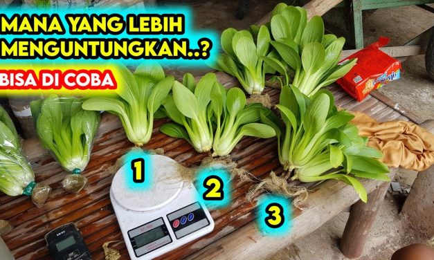 Budidaya Pakcoy Bagi Pemula Agar Tidak Salah Media Tanam