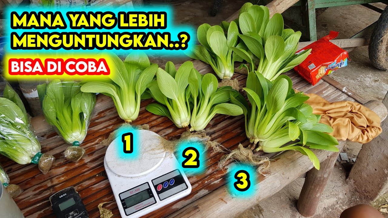 Budidaya Pakcoy