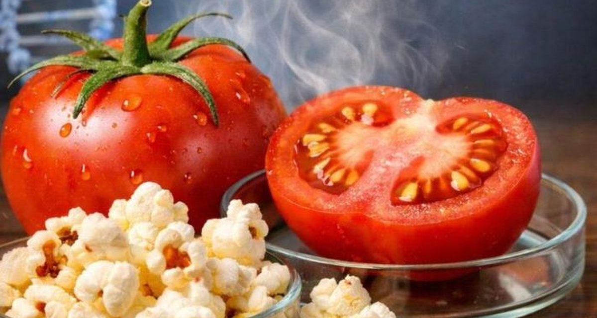 Inovasi Tomat Rasa Popcorn Temuan Dari Ilmuwan China