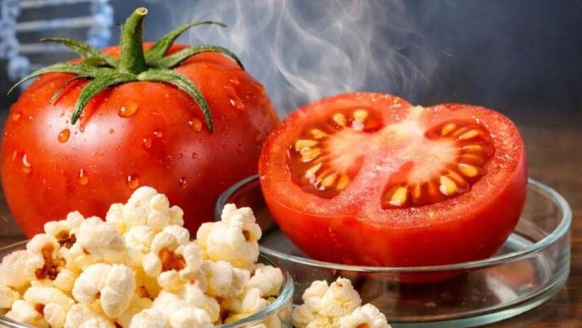 Inovasi Tomat Rasa Popcorn