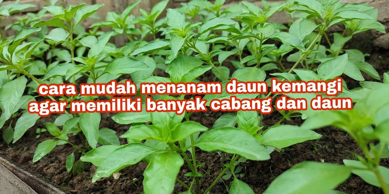 Langkah Cepat Menanam Kemangi Di Rumah Agar Cepat Panen
