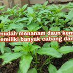 Langkah Cepat Menanam Kemangi Di Rumah Agar Cepat Panen