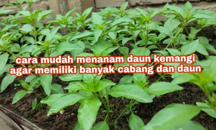 Langkah Cepat Menanam Kemangi Di Rumah Agar Cepat Panen