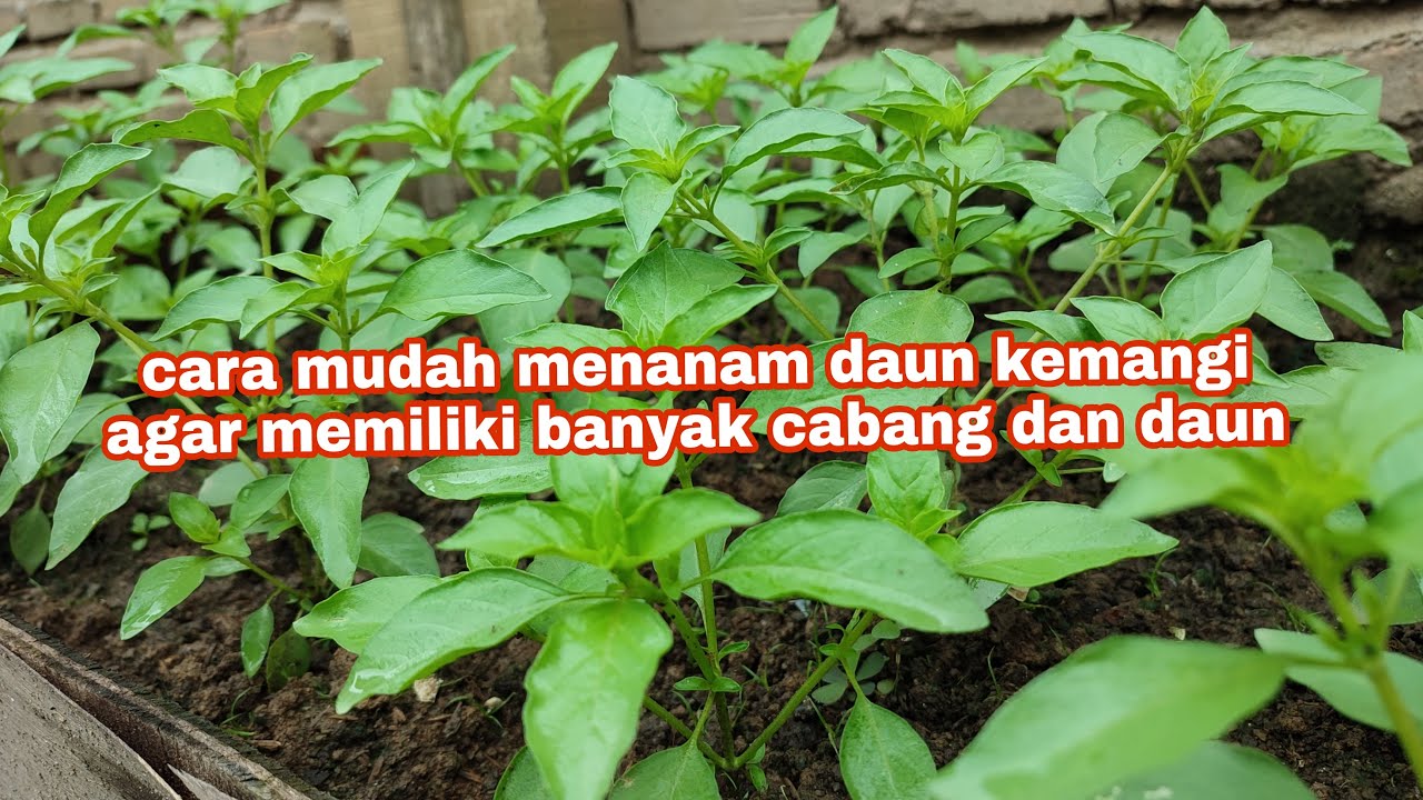 Langkah Cepat Menanam