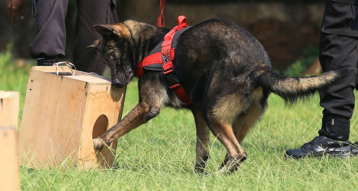 Fakta Unik Anjing Pelacak Bisa Memetakan Arah Sumber Bau