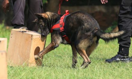 Fakta Unik Anjing Pelacak Bisa Memetakan Arah Sumber Bau