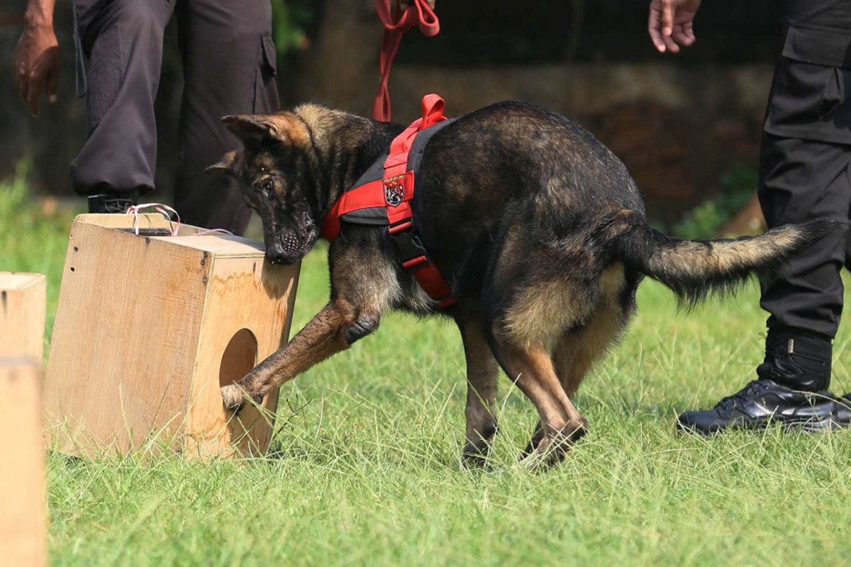 Fakta Unik Anjing Pelacak