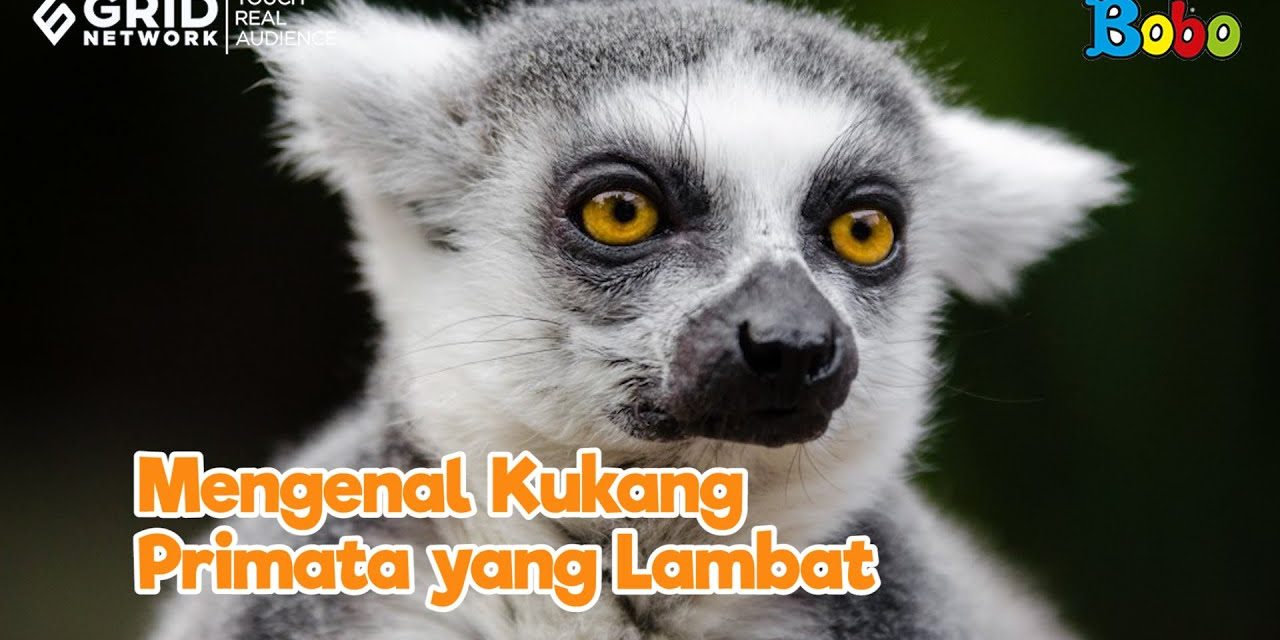 Hewan Primata Kukang Yang Kecil Dan Unik