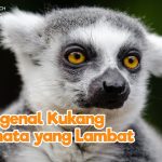 Hewan Primata Kukang Yang Kecil Dan Unik