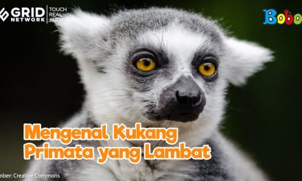 Hewan Primata Kukang Yang Kecil Dan Unik
