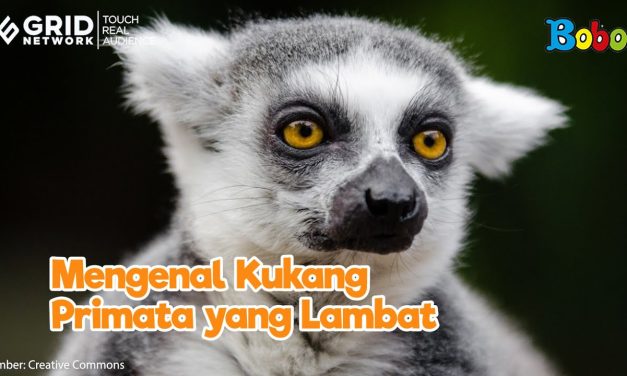 Hewan Primata Kukang Yang Kecil Dan Unik