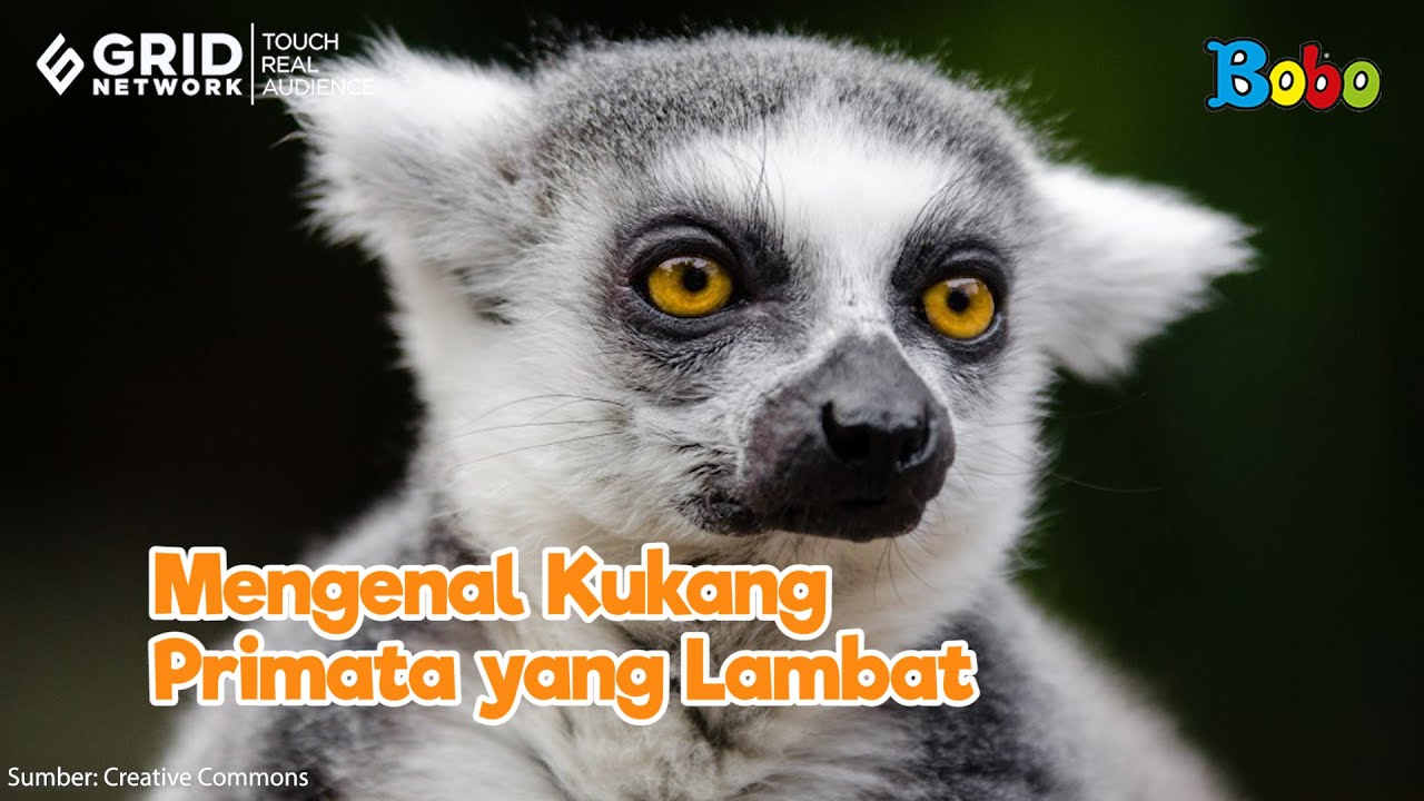 Hewan Primata Kukang