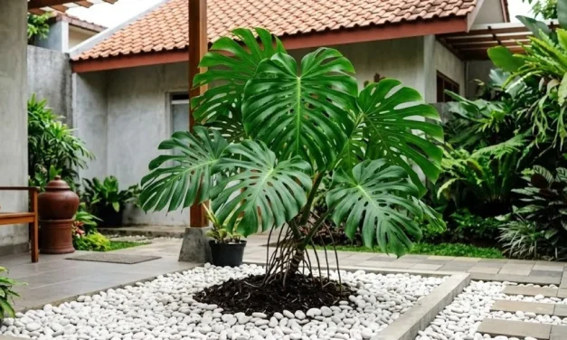 Ide Dekorasi Rumah: 5 Tanaman Hias Yang Hidup Di Media Batu