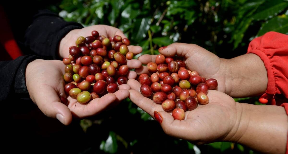 Ciri Khas Kopi Gayo Memakai Metode Pengolahan Semi-Washed