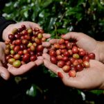 Ciri Khas Kopi Gayo Memakai Metode Pengolahan Semi-Washed