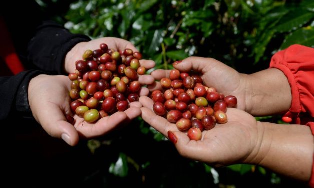 Ciri Khas Kopi Gayo Memakai Metode Pengolahan Semi-Washed