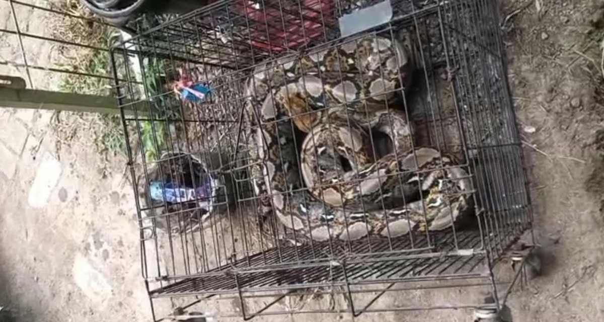 Damkar Pasuruan Evakuasi Ular Piton di Warung Kopi