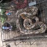 Damkar Pasuruan Evakuasi Ular Piton di Warung Kopi