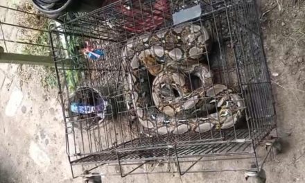 Damkar Pasuruan Evakuasi Ular Piton di Warung Kopi