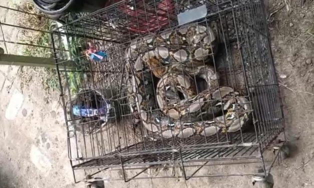 Damkar Pasuruan Evakuasi Ular Piton di Warung Kopi